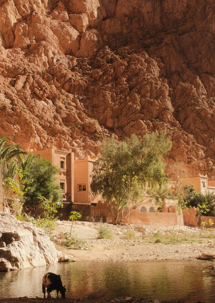 A scenic view of an oasis village nestled at the base of a towering, rugged canyon wall. Traditional earthen, peach-colored buildings with geometric window designs are surrounded by lush green trees and palm branches. In the foreground, a calm shallow river flows along a rocky bank, where a single dark goat stands drinking from the water's edge.